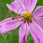 Harvestman (Metaphalangium cirtanum)