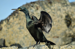 Cormorants and Shags portfolio