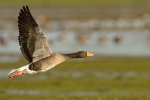 Greylag  Fly-by.