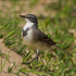 Cape Wagtail on a sand dune