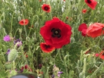 05 Poppies among the wildflowers