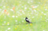 BOBOLINK, 2017 - BRUCE COUNTY