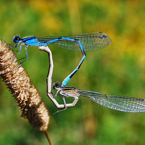 A Familiar Bluet couple in a mating wheel formation.