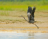 Great Blue Heron takes off, Mud Lake, Canada