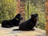 Flynn on the left & Bonnie on the right