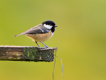 Coal Tit portfolio
