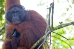 Wild orangutan (Pongo) Borneo_004