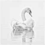Mute Swan in the Mist 
