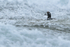 Harlequin Duck (male) in rapids, River Laxa, Iceland