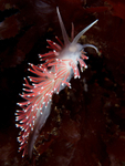 Carronella pellucida