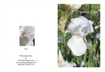 401 White Iris - Thinking of You