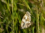 Marbled White
