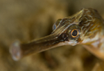 Syngnathus fuscus