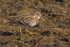 Great Snipe
