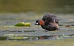 Little Grebe - Tachybaptus ruficollis