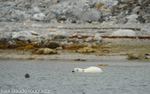 Polar bear and seal