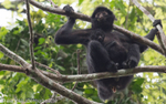Spider Monkey