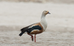 Orinoco Goose