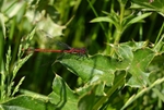 Large Red Damselfly