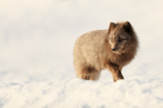 Dark Arctic Fox walking, Svalbard, Norway