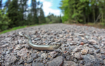Slow Worm, Priddy Somerset