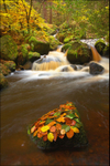 Wyming Brook Autumn