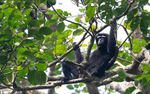 Hoolock Gibbon male