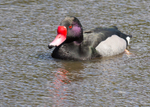 Rosybill 1
