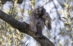 Long Eared Owl