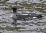 Black-throated Diver