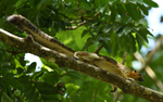 Tabin wildlife reserve