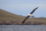Black-browed Albatross in flight, land background, Falklands