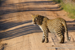 Male leopard patrol