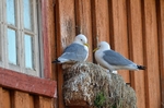 Kittiwakes