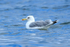 California Gull (adult breeding) swimming, Vancouver Island