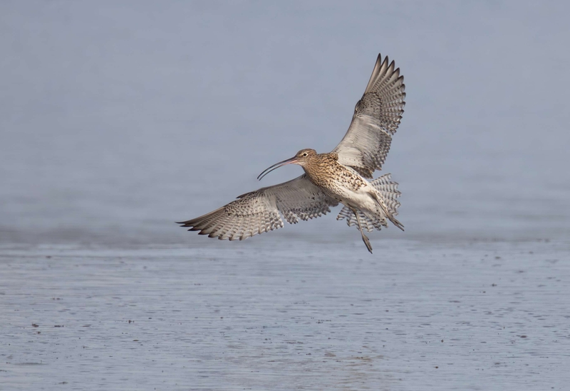 Eurasian Curlew - Dee Estuary - North Wales