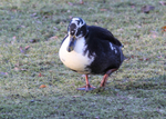 Magpie Duck 1