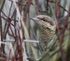 Wryneck
