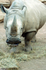 Rhinoceros - 0347