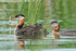 Red-necked Grebe chicks feeding, Minnesota, USA