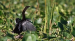 FLB024: Anhinga