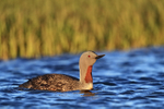 Red-throated Diver side view on water, Floi, Iceland