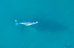 Humpback Baby 8