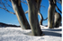 Snow Gums