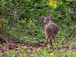 Reeves' Muntjac