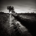 Dirt Track