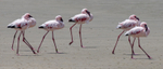 Lesser Flamingo strutting