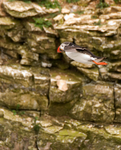 Puffin