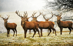 Stags