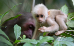 Stum-tailed Macaques baby and mother behind